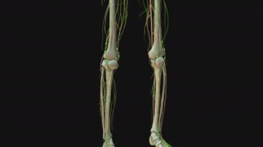 İnsan Lenfatik Sistem Anatomisinin Animasyonu
