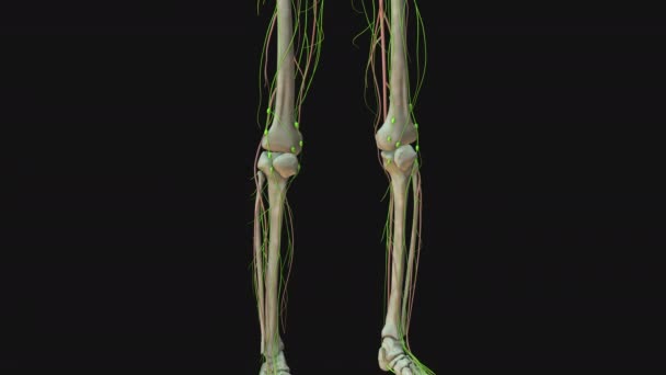 Animación Anatomía Del Sistema Linfático Humano — Vídeo de stock