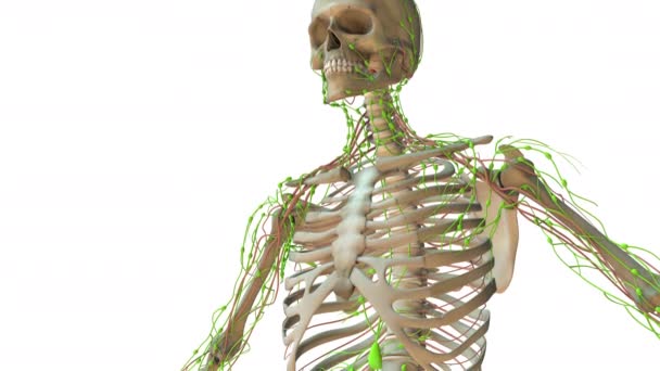 Ludzki Układ Limfatyczny Animacja Anatomiczna — Wideo stockowe