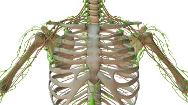 İnsan lenfatik sisteminin anatomisi