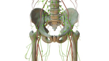 İnsan lenfatik sisteminin anatomisi