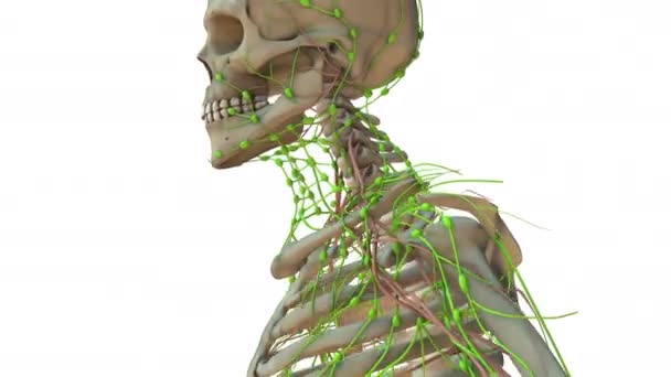 Ein Überblick Über Das Menschliche Lymphsystem — Stockvideo