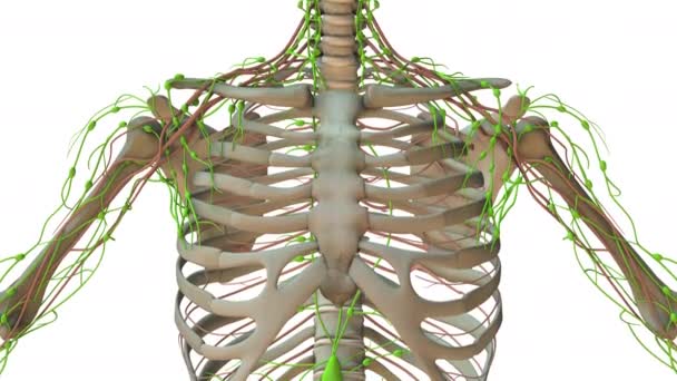 Anatomia Układu Limfatycznego Człowieka — Wideo stockowe