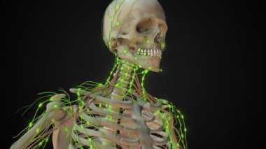 İnsan lenf sisteminde lenf nodu anatomisi