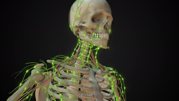 Anatomia Węzła Chłonnego Ludzkim Układzie Chłonnym — Wideo stockowe