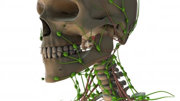 Das Lymphsystem Menschlichen Körper — Stockvideo