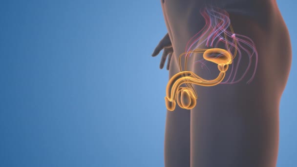 Male Reproductive System Medical Animation — Stock Video