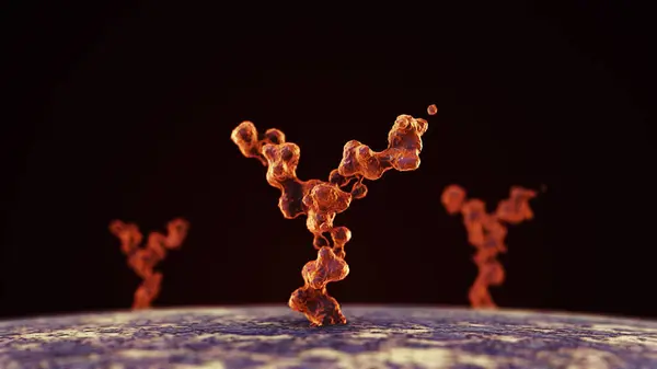 Antibody binding to human cell receptors