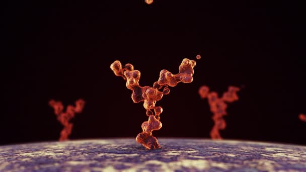 Antibody Binding Human Cell Receptors — Stock Video