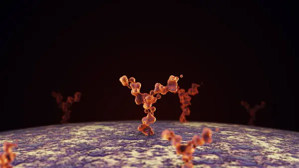 Antibodies attach to human cell receptors