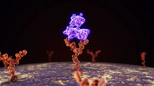 Antibodies attach to human cell receptors