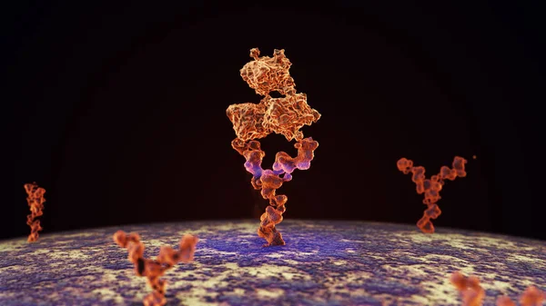 Antibodies attach to human cell receptors