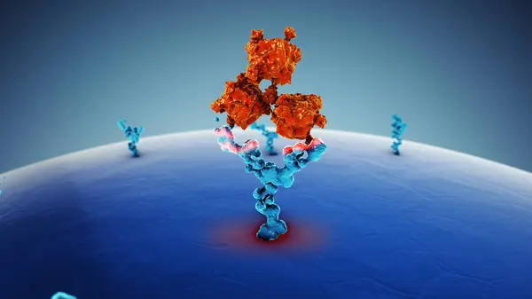 Human cell receptor antibodies medical concept