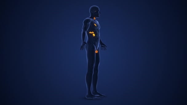 人体内分泌系统或肌氨酸乙酰胆碱受体医学动画 — 图库视频影像