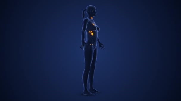 Kvinnligt Endokrint System Eller Muskarinacetylkolinreceptor Medicinsk Animation — Stockvideo