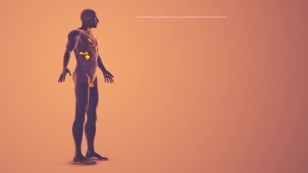 Medizinische Animation Des Männlichen Endokrinen Systems — Stockvideo