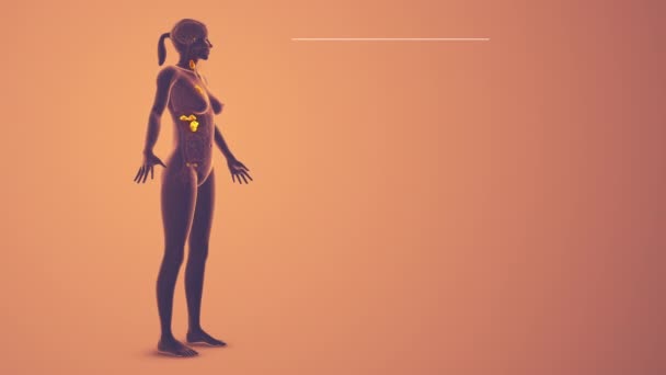 Medizinische Animation Des Weiblichen Endokrinen Systems — Stockvideo