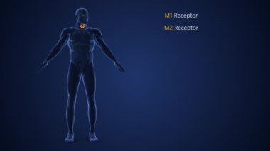 Erkek Endokrin Sistemi veya Muscarinic asetilkolin reseptörü
