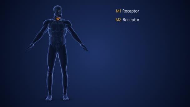 Mužský Endokrinní Systém Nebo Muskarinový Acetylcholinový Receptor — Stock video