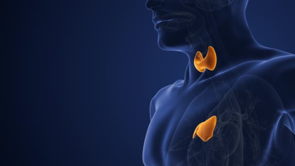 Sistemul Endocrin Receptorilor Muscarinici Acetilcolină Masculină — Videoclip de stoc
