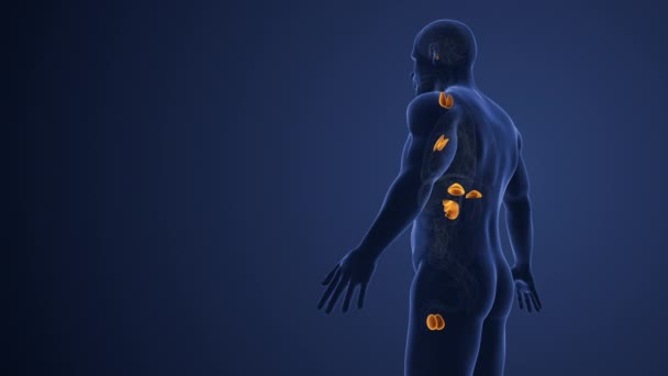 男性肝素乙酰胆碱受体内分泌系统 — 图库视频影像