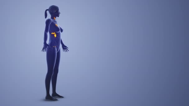 Konsep Medis Sistem Endokrin Wanita — Stok Video
