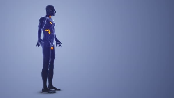 Konsep Medis Sistem Endokrin Pria — Stok Video
