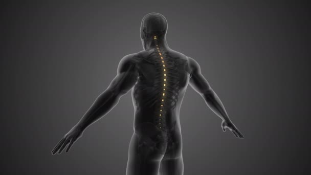 Concepto Médico Anatomía Médula Espinal — Vídeo de stock