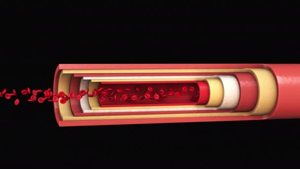 Kırmızı Kan Hücreleri Arterin Içinde Akıyor — Stok video