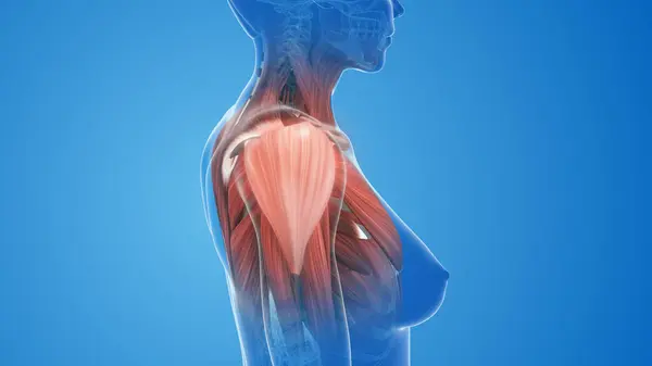 Female shoulder muscle pain and injury