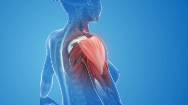 女性肩部肌肉疼痛和受伤 — 图库视频影像