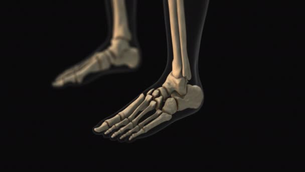 Lékařská Animace Bolesti Středních Nohou — Stock video