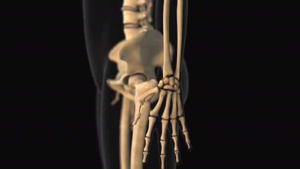 Ιατρική Κινούμενη Εικόνα Του Καρπιαίου Πόνου Των Οστών — Αρχείο Βίντεο