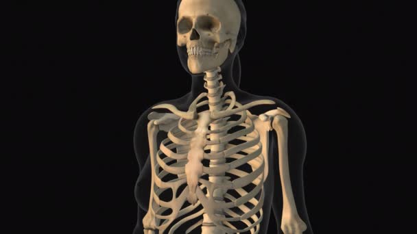 锁骨疼痛的医学动画 — 图库视频影像