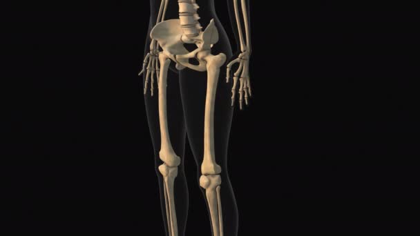Lékařská Animace Bolesti Stehenní Kosti — Stock video