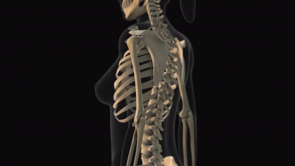 Animation Médicale Humérus Douleur Osseuse — Video