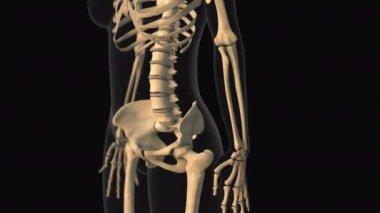 Dirsek kemiğinin ön kol kemiği ağrısının tıbbi animasyonu.