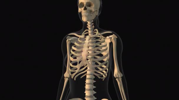 Medical Animation Ribs Bone Pain — Stock Video