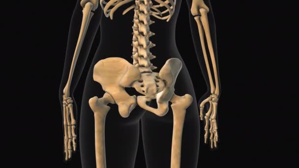 骶骨和脊髓骨痛的医学动画 — 图库视频影像