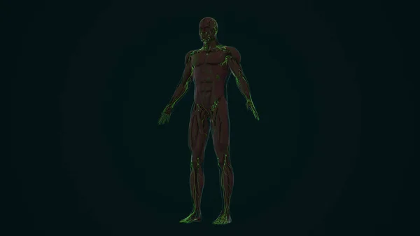 An Anatomy of the Human Lymphatic System