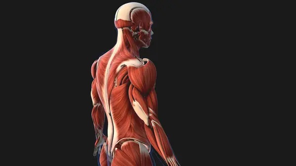 Douleurs Musculaires Blessures Aux Épaules Animation Médicale — Photo