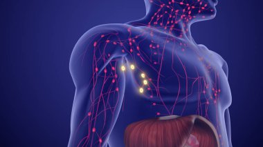 Lenfoma Sahneleme ve Prognoz İçin Tıbbi Animasyon
