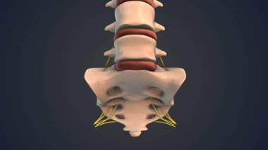 Coccyx and sacrum of the human spine with nerve clipart