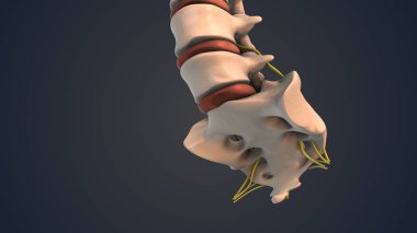 Coccyx ve sakrum. Sinirli insan omurgası.