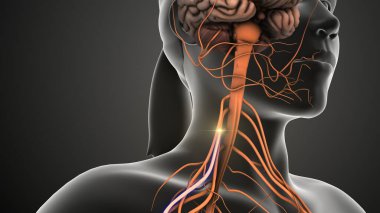 Sinirler omurilikten beyne sinyaller gönderir.