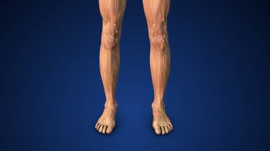 Bacaklarda lenf kanserinin tıbbi animasyonu.