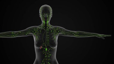 The lymphatic system medical animation