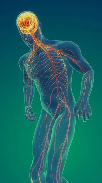 stock image Progressive Degeneration of Central Nervous System or Parkinson's disease