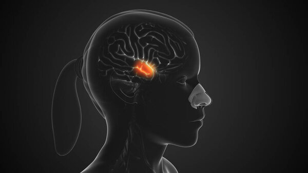 Обонятельный нерв отвечает за наше обоняние. Информация о запахе возникает в эпителии носовой полости и транспортируется в мозг через компоненты обонятельного нерва (черепной нерв 1 - CNI) и обонятельного пути..