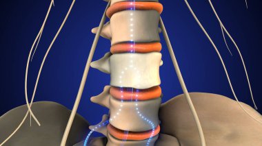 Çevresel sinir sistemi (PNS), ilişkili kökleri ve gangliyonu ile kafatası ve omurilik sinirlerinden oluşur. Bu sinirler aracılığıyla duyusal impulslar CNS 'e gelir ve motor impulslar kas ve bezlere gider..